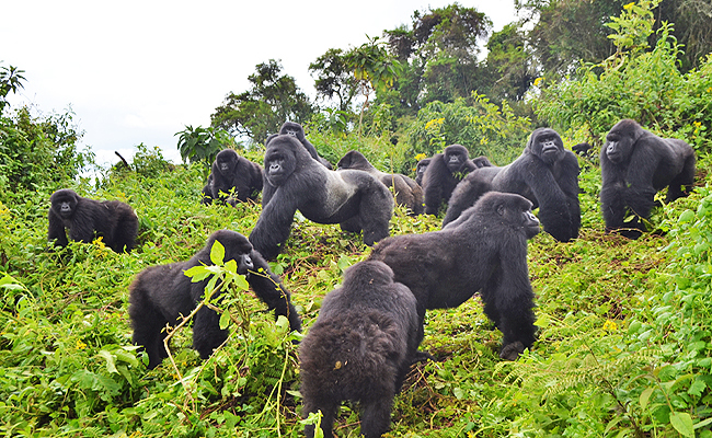Gorilla Trekking